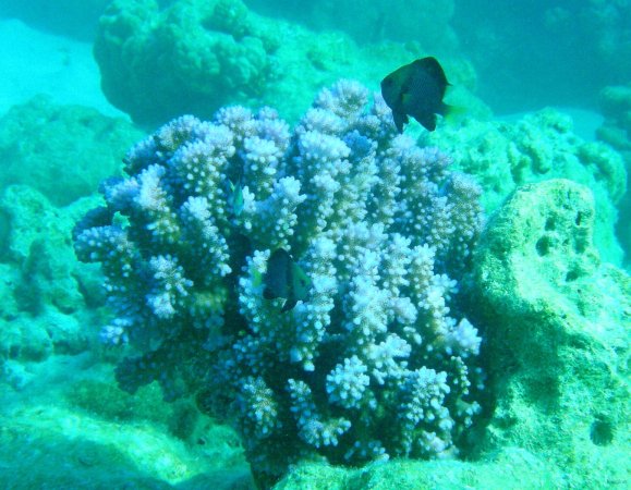 06- Corail bleu 